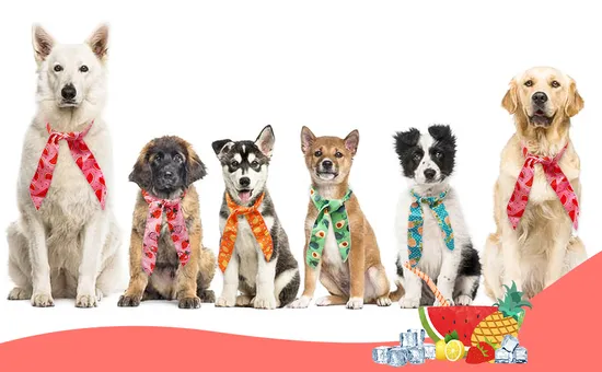 Dptt-70 Factory Direct Sales of Pre-Dispersed Masterbatch